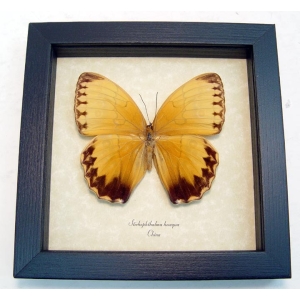 Stichophthalma howqua Jungle Queen Butterfly Framed Taxidermy Display
