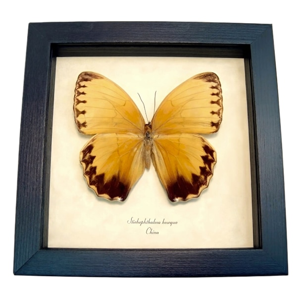 Jungle Queen Butterfly Stichophthalma howqua Framed Taxidermy Display