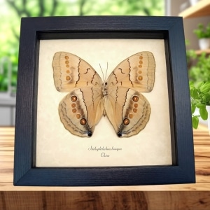 Jungle Queen Butterfly Stichophthalma howqua verso Framed Taxidermy Display