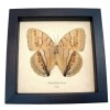 Jungle Queen Butterfly Stichophthalma howqua verso Framed Taxidermy Display