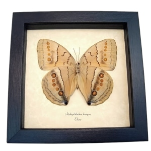 Jungle Queen Butterfly Stichophthalma howqua verso Framed Taxidermy Display