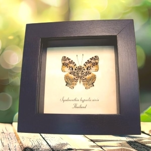 Himilayan Jester Butterfly Symbrenthia hypselis sinis Framed Taxidermy Display