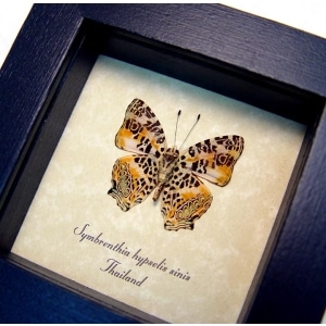 Symbrenthia hypselis sinis Butterfly Himilayan Jester Framed Taxidermy Display