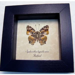 Symbrenthia hypselis sinis Butterfly Himilayan Jester Framed Taxidermy Display