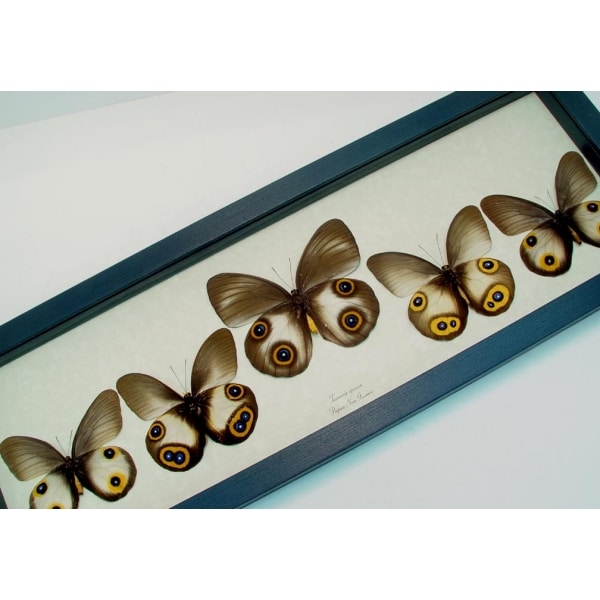 Taenaris Collection Set Silky Owl Butterflies Framed Butterfly Taxidermy Display