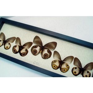 Taenaris Collection Set Silky Owl Butterflies Framed Butterfly Taxidermy Display