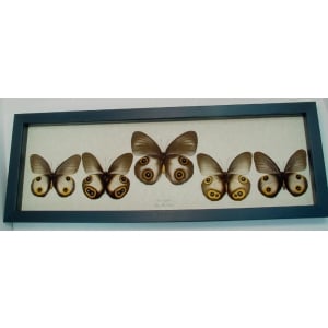 Taenaris Collection Set Silky Owl Butterflies Framed Butterfly Taxidermy Display