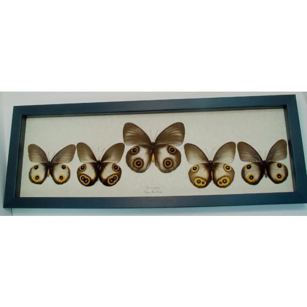 Taenaris Collection Set Silky Owl Butterflies Framed Butterfly Taxidermy Display