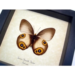 Taenaris Domitilla Agrippa verso Silky Owl Butterfly Framed Taxidermy Display