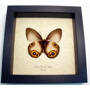 Taenaris Domitilla Agrippa verso Silky Owl Butterfly Framed Taxidermy Display