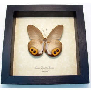 Taenaris Domitilla Agrippa Silky Owl Butterfly Framed Taxidermy Display