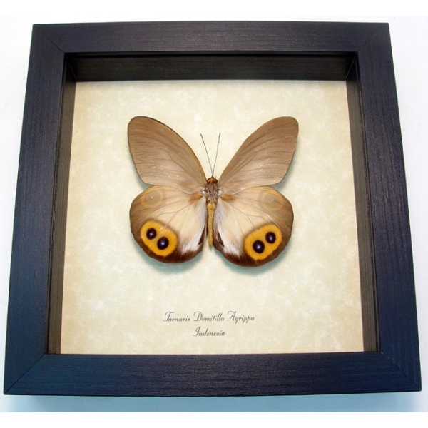 Taenaris Domitilla Agrippa Silky Owl Butterfly Framed Taxidermy Display