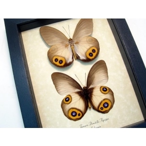 Taenaris Domitilla Agrippa Pair Butterflies Silky Owl Butterfly Framed Taxidermy Display