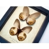 Taenaris Domitilla Agrippa Pair Butterflies Silky Owl Butterfly Framed Taxidermy Display