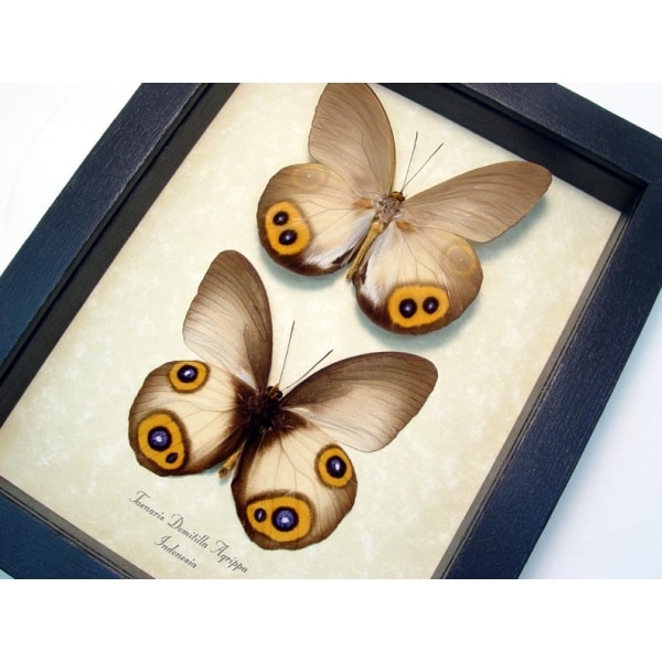 Taenaris Domitilla Agrippa Pair Butterflies Silky Owl Butterfly Framed Taxidermy Display