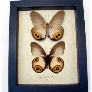 Taenaris Domitilla Agrippa Pair Butterflies Silky Owl Butterfly Framed Taxidermy Display