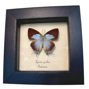 Framed Blue tailed Butterfly Tajuria cyrillus Female Taxidermy Display