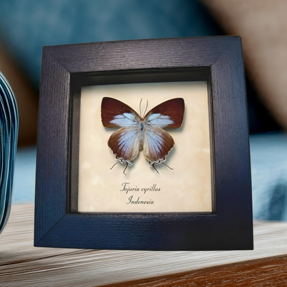 Framed Blue tailed Butterfly Tajuria cyrillus Female Taxidermy Display