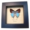 Framed Blue tailed Butterfly Tajuria cyrillus Taxidermy Display