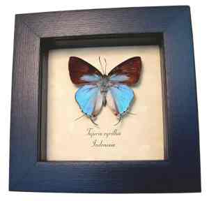 Framed Blue tailed Butterfly Tajuria cyrillus Taxidermy Display