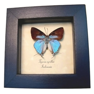 Framed Blue tailed Butterfly Tajuria cyrillus Taxidermy Display