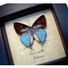 Tajuria cyrillus Male Blue Swallowtail Butterfly Framed Taxidermy Display