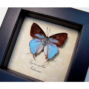 Tajuria cyrillus Male Blue Swallowtail Butterfly Framed Taxidermy Display