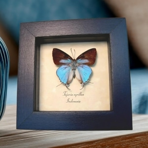 Framed Blue tailed Butterfly Tajuria cyrillus Taxidermy Display