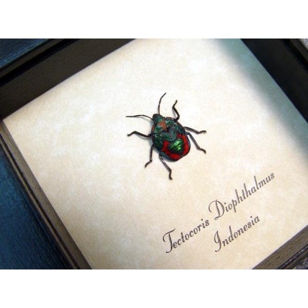 Tectocoris diophthalmus Harlequin Bug Framed Insect Taxidermy Display