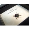 Tectocoris diophthalmus Harlequin Bug Framed Insect Taxidermy Display