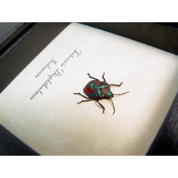 Tectocoris diophthalmus Harlequin Bug Framed Insect Taxidermy Display