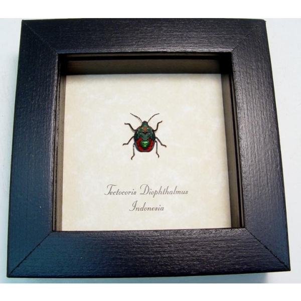 Tectocoris diophthalmus Harlequin Bug Framed Insect Taxidermy Display