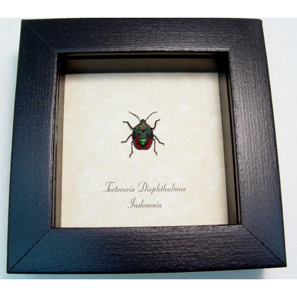 Tectocoris diophthalmus Harlequin Bug Framed Insect Taxidermy Display