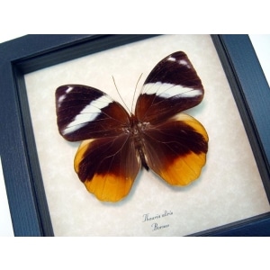 Thauria aliris Tufted Jungleking Butterfly Framed Taxidermy Display