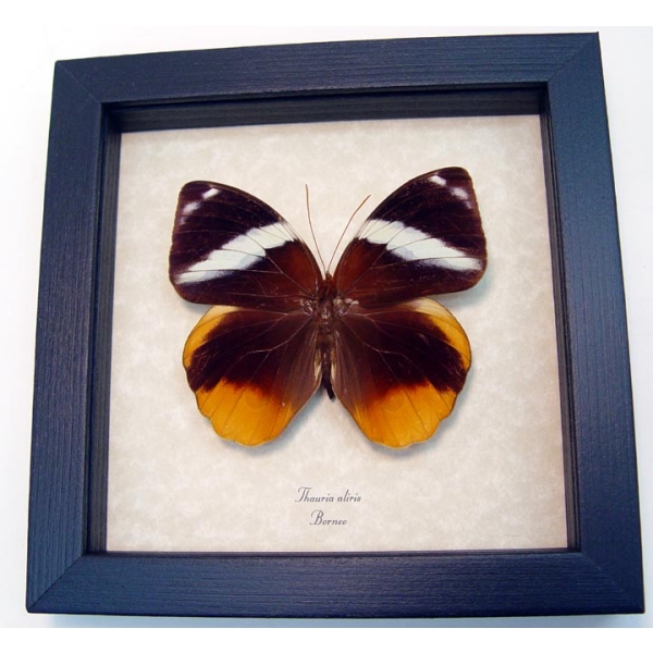 Thauria aliris Tufted Jungleking Butterfly Framed Taxidermy Display