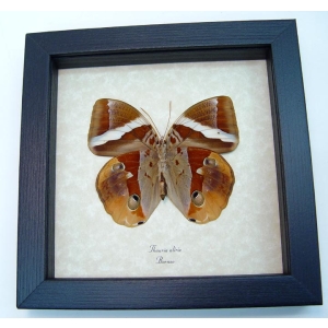 Thauria aliris verso Tufted Jungleking Butterfly Framed Taxidermy