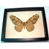 Thysania agrippina White Witch Moth Framed Taxidermy Display