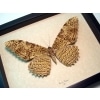 Thysania agrippina White Witch Moth Framed Taxidermy Display