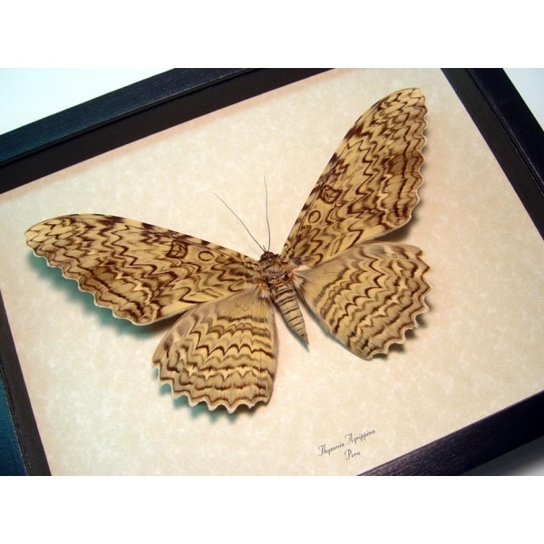 Thysania agrippina White Witch Moth Framed Taxidermy Display