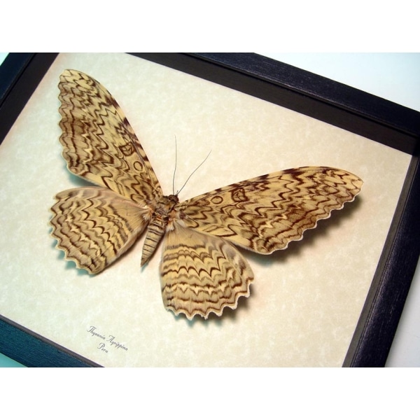 Thysania agrippina White Witch Moth Framed Taxidermy Display