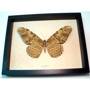 Thysania agrippina White Witch Moth Framed Taxidermy Display
