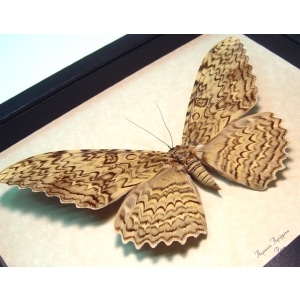 Thysania agrippina White Witch Moth Framed Taxidermy Display