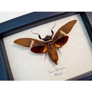 Tosena melanoptera Bat Winged Cicada Framed Insect Taxidermy Display