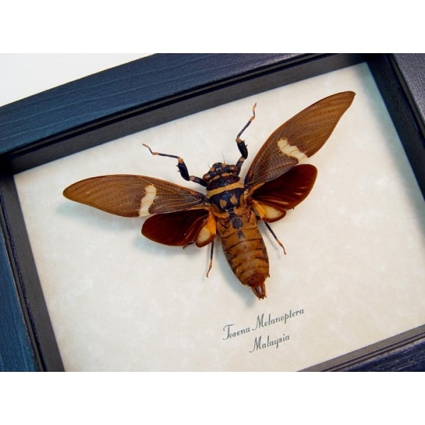 Tosena melanoptera Bat Winged Cicada Framed Insect Taxidermy Display