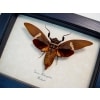 Tosena melanoptera Bat Winged Cicada Framed Insect Taxidermy Display