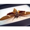 Tosena melanoptera Bat Winged Cicada Framed Insect Taxidermy Display