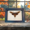 Tosena melanoptera Bat Winged Cicada Framed Insect Taxidermy Display