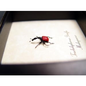 Giraffe Weevil Trachelophorus giraffa Female Madagascar Beetle Framed Taxidermy