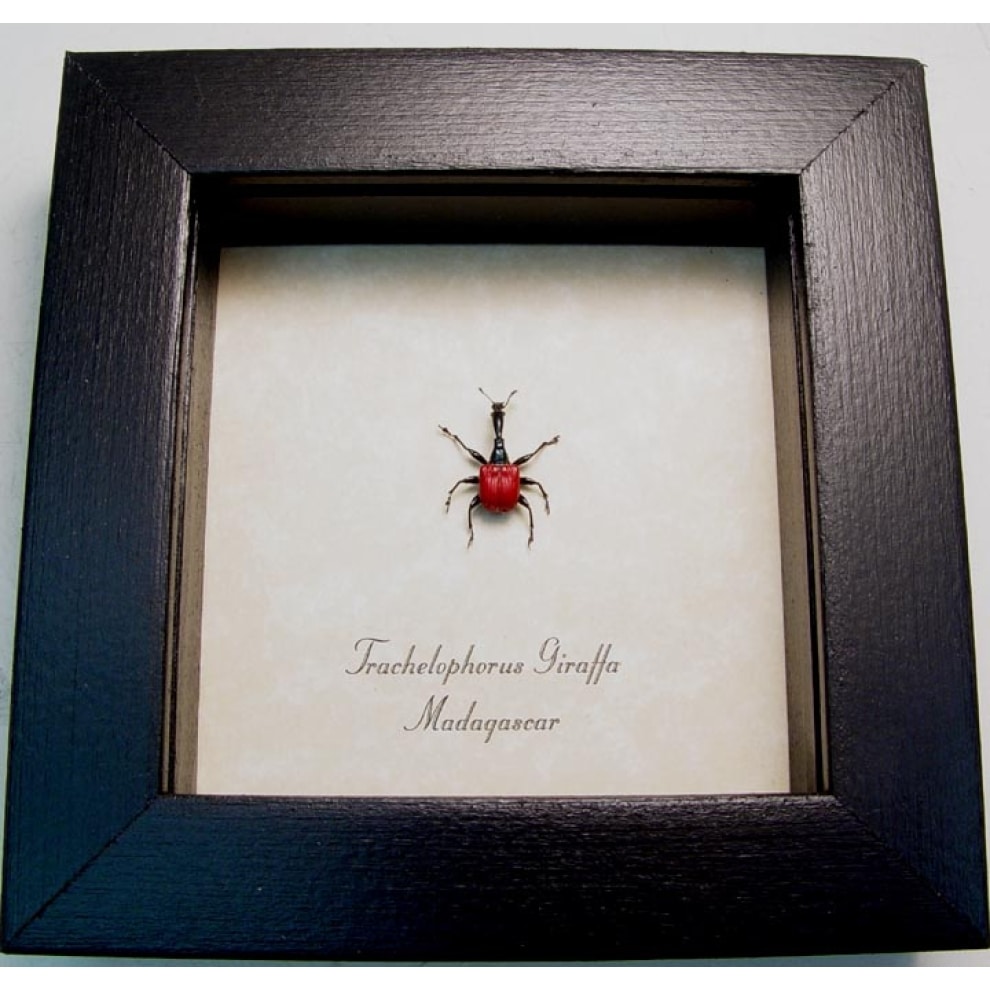 Giraffe Weevil Trachelophorus giraffa Female Madagascar Beetle Framed Taxidermy