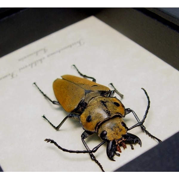 Trictenotoma childreni Female Stag Beetle Framed Taxidermy Display
